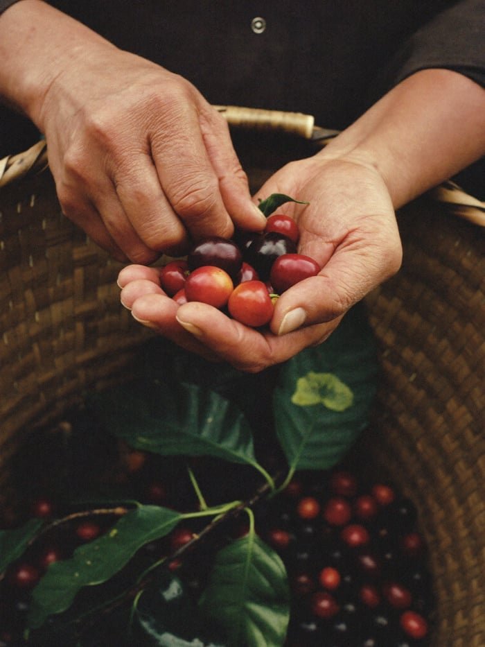 Hands holding freshly picked red coffee cherries