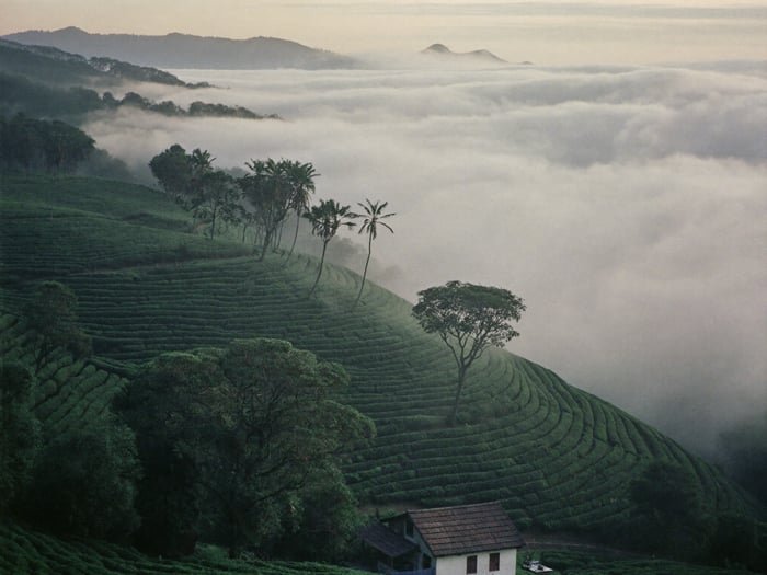 Coffee terraces above the clouds at dawn