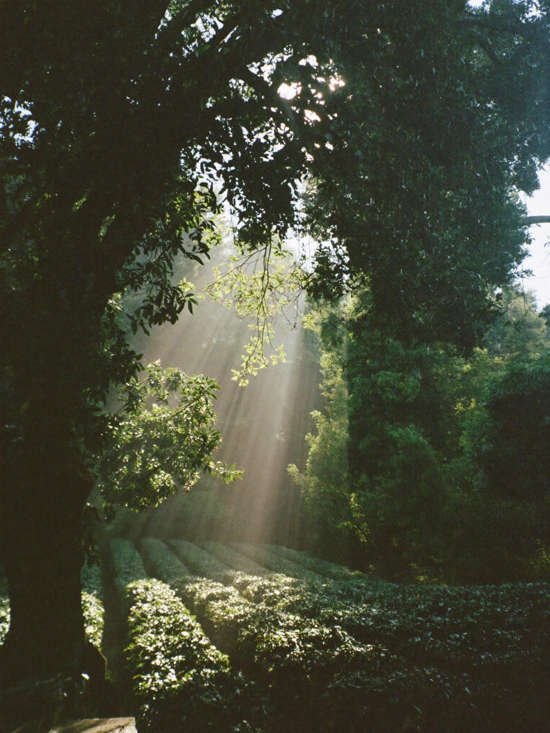 Morning light breaking through the shade canopy above the coffee grove