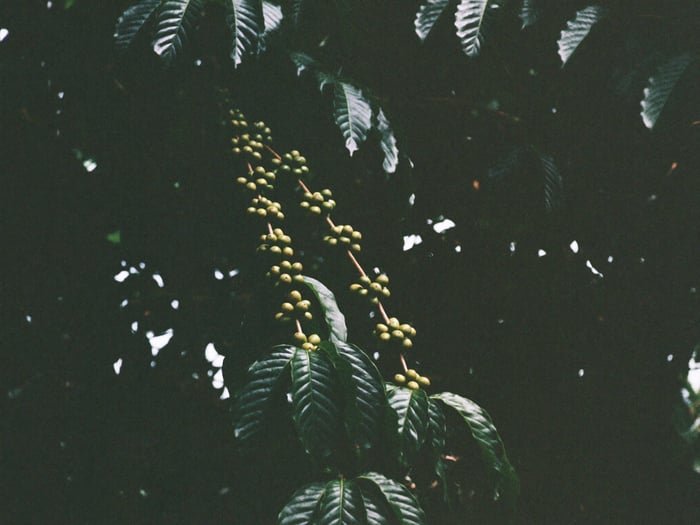 Green coffee cherries under the shade canopy
