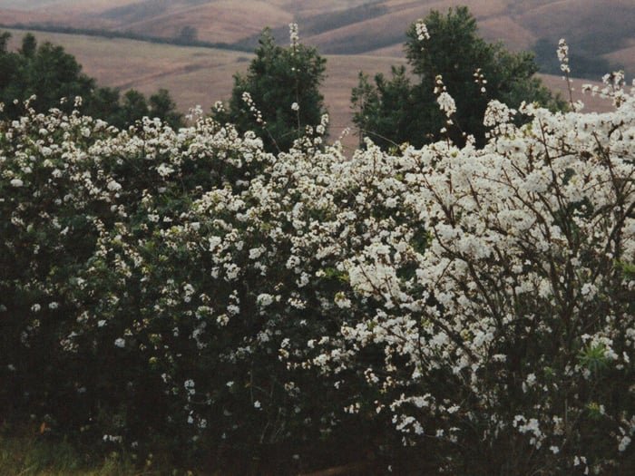 White coffee blossom along the rows
