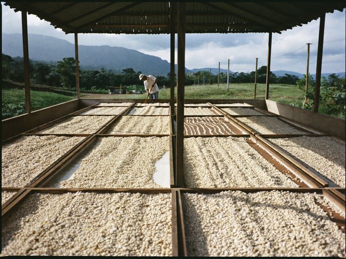 Parchment coffee drying on the raised beds