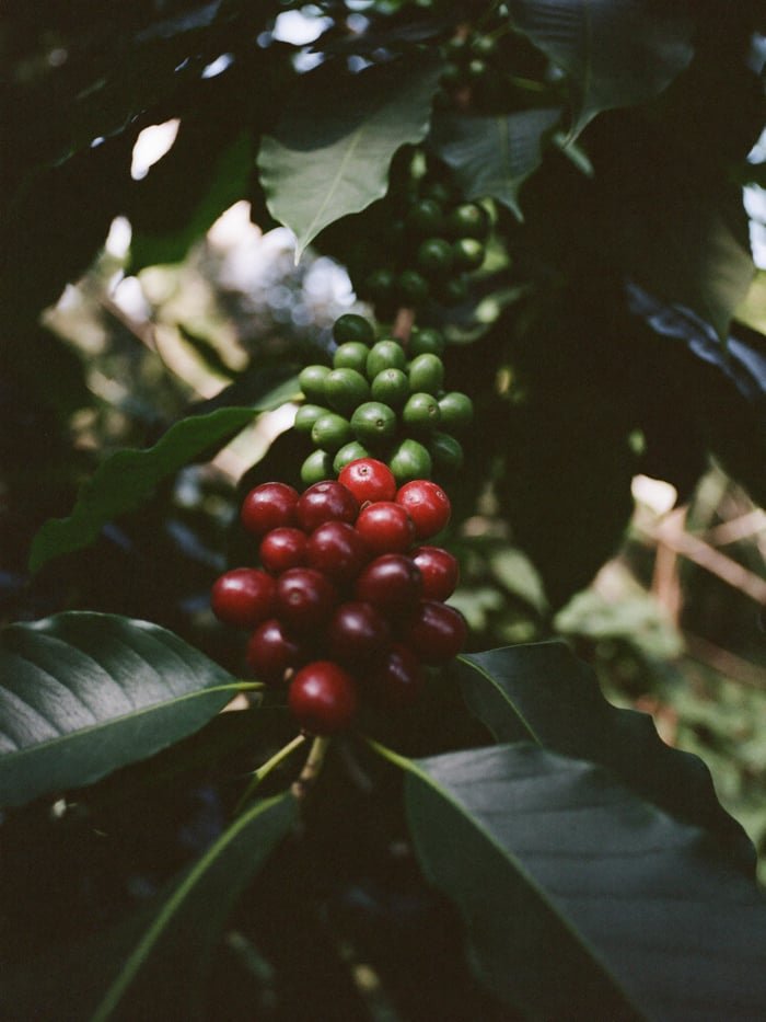 Coffee cherries ripening from green to red on the branch
