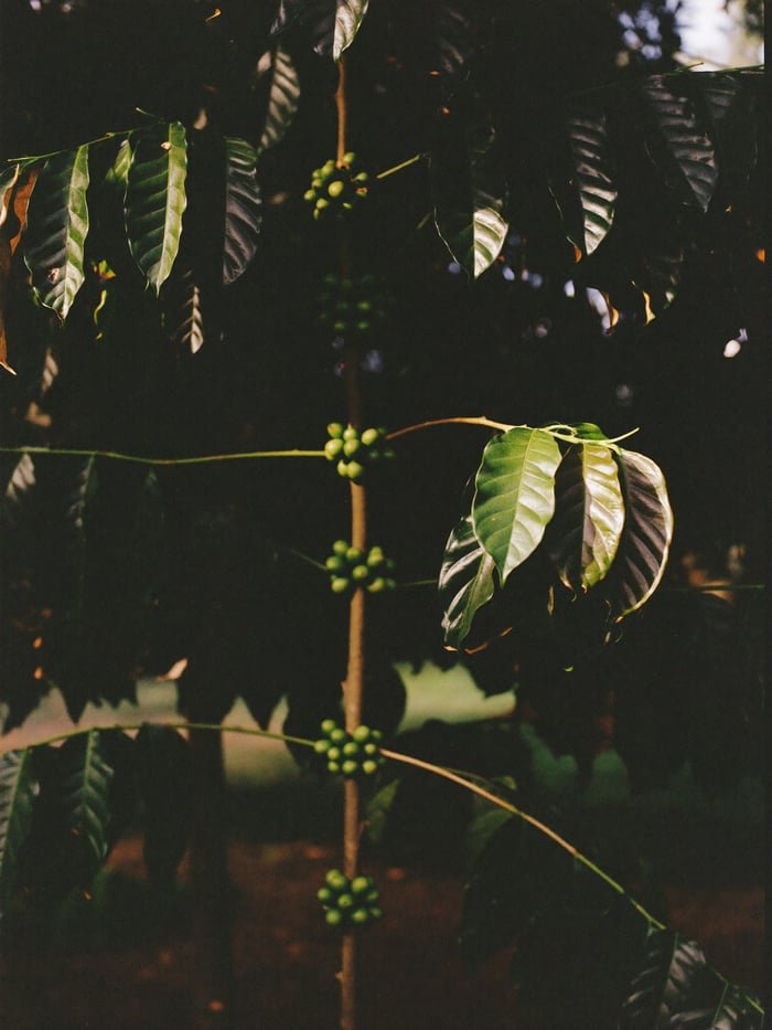 Coffee trees on the finca, green cherries on the branch