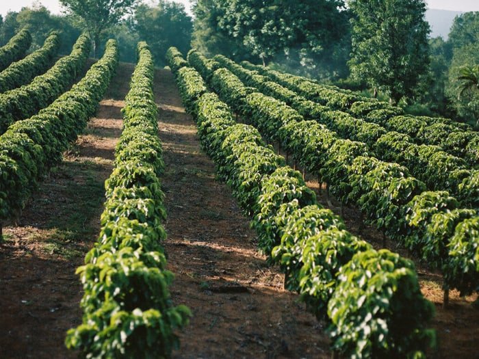 Long rows of coffee trees receding across the sunlit slope