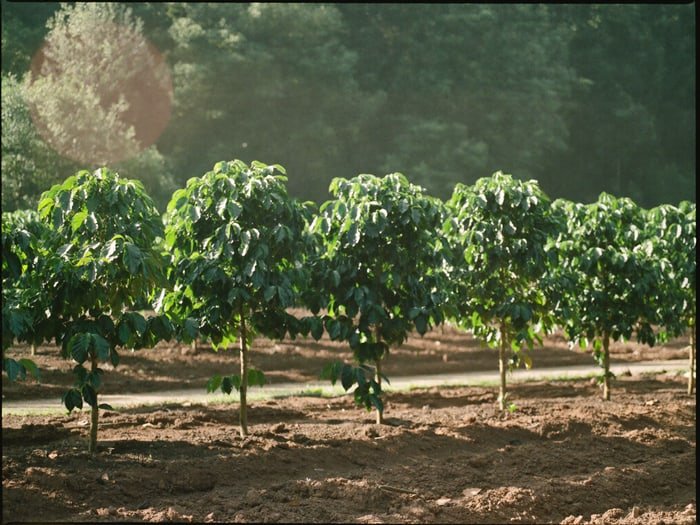 A short row of six coffee trees in morning sun