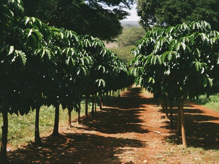 The red-earth path between two rows of your coffee trees